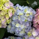 Let's Dance Sky View Hydrangea flowers