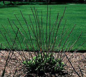 Hydrangea showing new growth from the base instead of old stems after winter damage