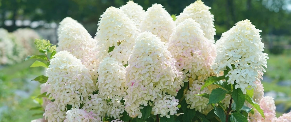 Closeup of Quick Fire Fab hydrangea blooms