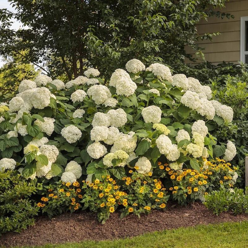 Landscape uses for Incrediball hydrangeas