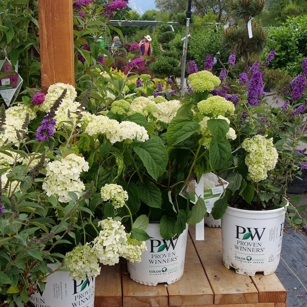 Incrediball hydrangeas at the nursery