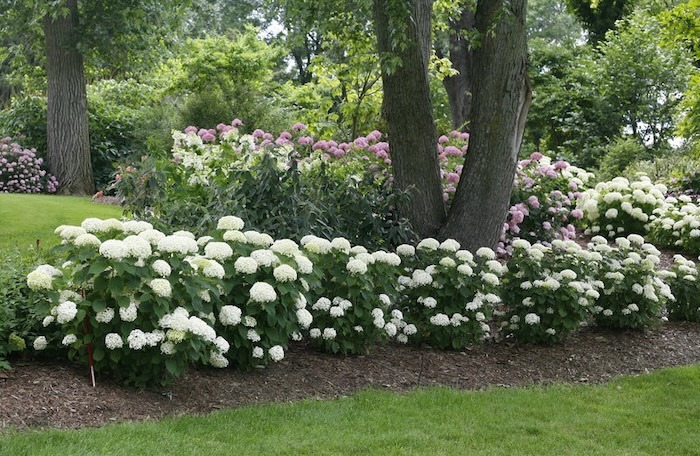 Invincibelle Limetta hydrangeas planted as a flowering border or hedge