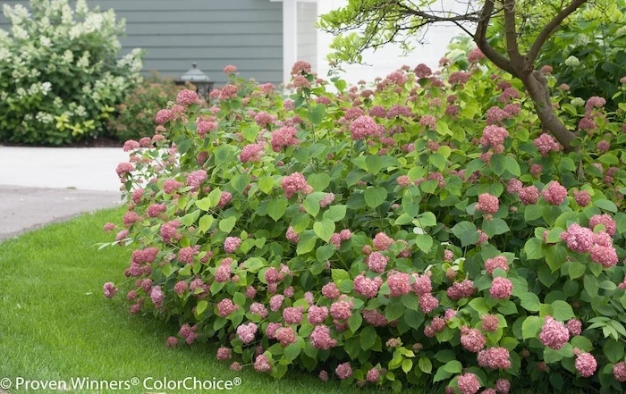 Large Invincibelle Spirit Hydrangea flowering in a front landscape planting