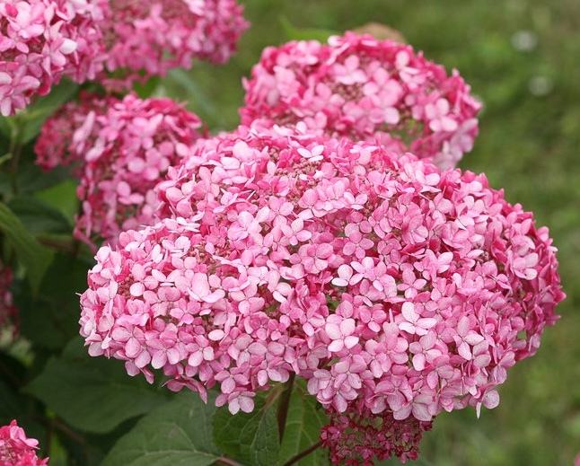Invincibelle Spirit II hydrangea flower cluster up close