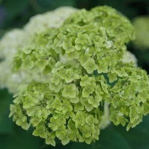 Invincibelle Sublime Hydrangea green flower cluster