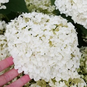 Invincibelle Wee White 2.0 Hydrangea white flower cluster