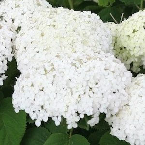 Invincibelle Wee White Hydrangea white flower clusters
