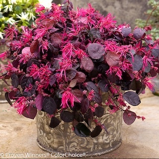 Jazz hands bold loropetalum in a decorative pot with dark-foliage and bright flowers