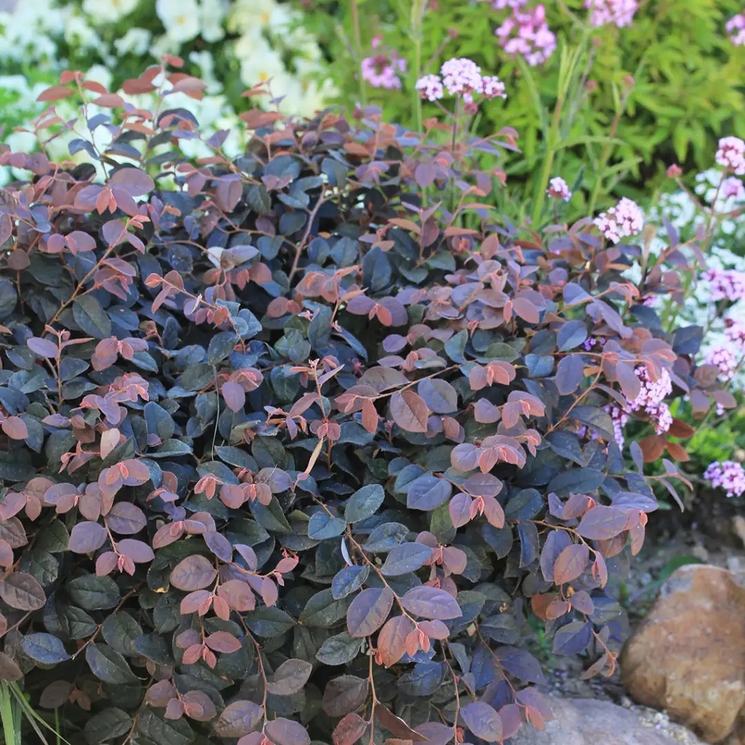 Jazz Hands Pink loropetalum growing in a landscape