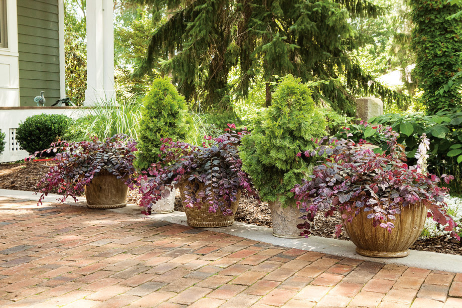 Jazz Hands Variegated loropetalum shrubs growing in garden planters