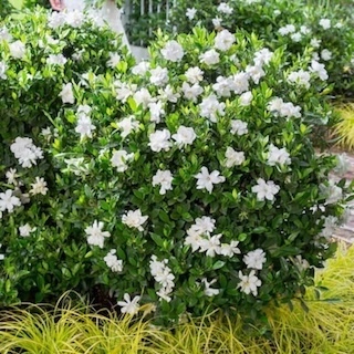 Jubilation gardenia shrub covered in fragrant flowers