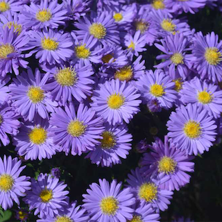 Kickin Sapphire Fall Aster Flowers Closeup