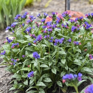 Spot On lungwort blooming close-up in the landscape