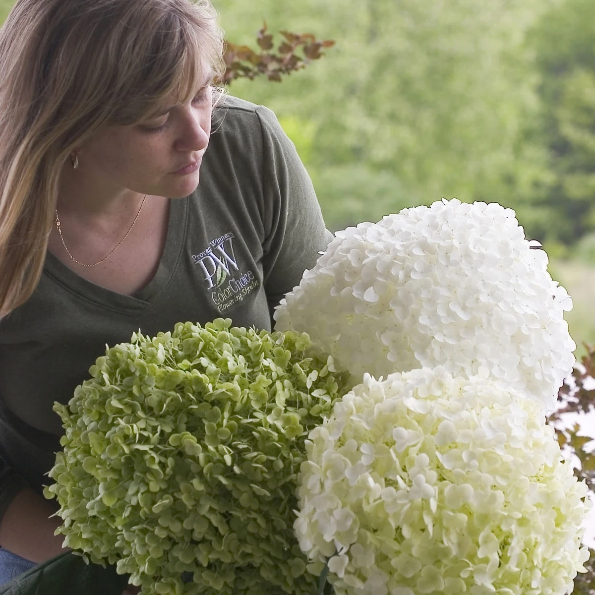 Large Incrediball hydrangea flowers arranged by a woman.jpg