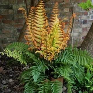 Large Jurassic Gold wood fern growing in a pot