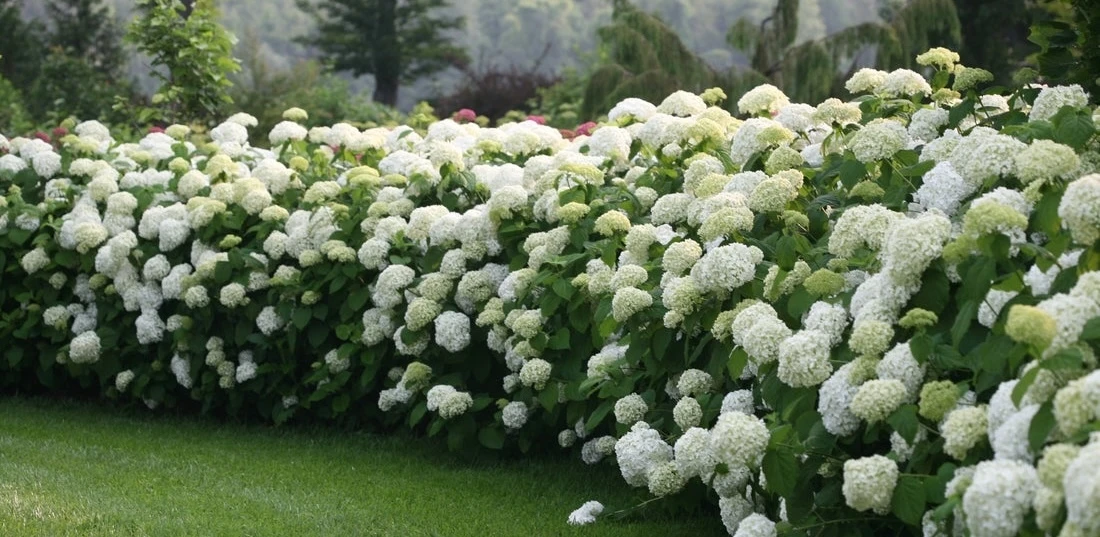 Large planting of white Incrediball hydrangeas used as a flowering hedge
