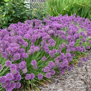 Lavender Bubbles allium in the garden blooming