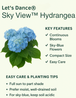 let-s-dance-sky-view-hydrangea-care-information.png