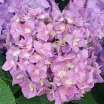 Let's Dance Arriba Hydrangea flowers