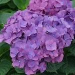 Let's Dance Big Band Hydrangea flowers