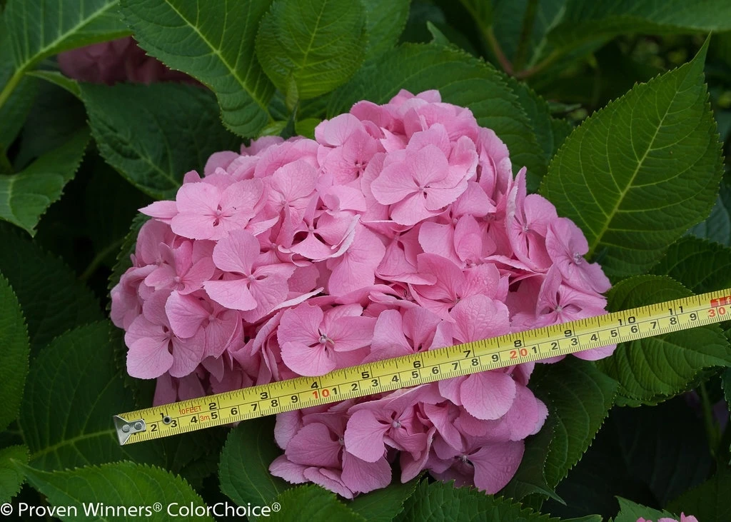 Large Let's Dance Big Easy hydrangea bloom cluster shown beside a ruler