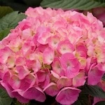Let's Dance Big Easy Hydrangea flowers