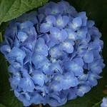 Let's Dance Blue Jangles Hydrangea flowers