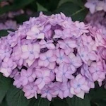 Let's Dance Can Do Hydrangea flowers