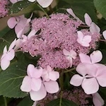 Let's Dance Diva Hydrangea flowers