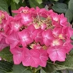 Let's Dance Hot Stepper Hydrangea flowers