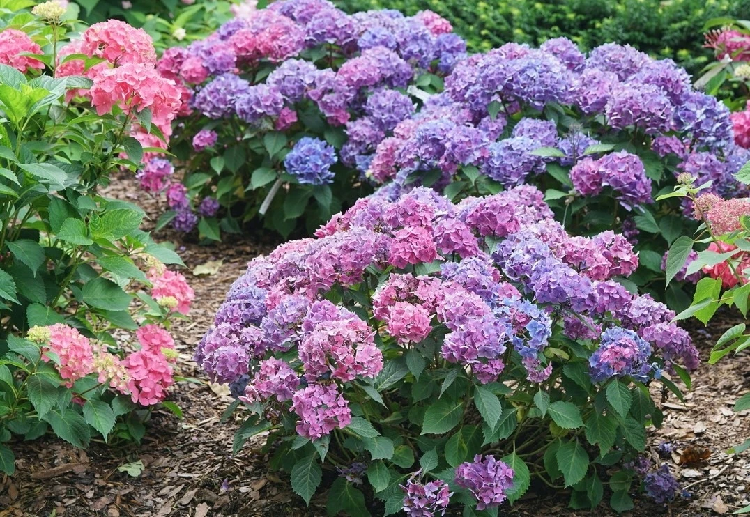Let's Dance Lovable Bigleaf hydrangeas flowering in a garden landscape