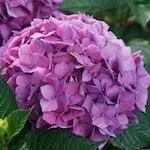 Let's Dance Lovable Hydrangea flowers