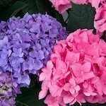 Let's Dance Rhythmic Blue Hydrangea flowers