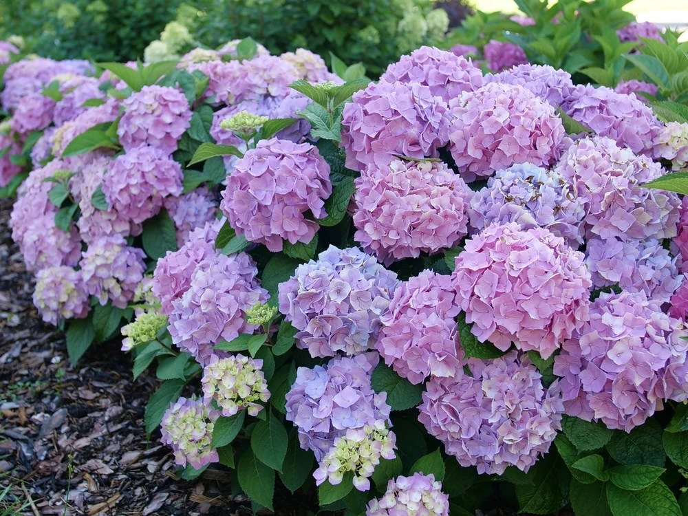 Let's Dance Sky View hydrangeas flowering in a garden setting