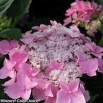 Let's Dance Starlight Hydrangea flowers