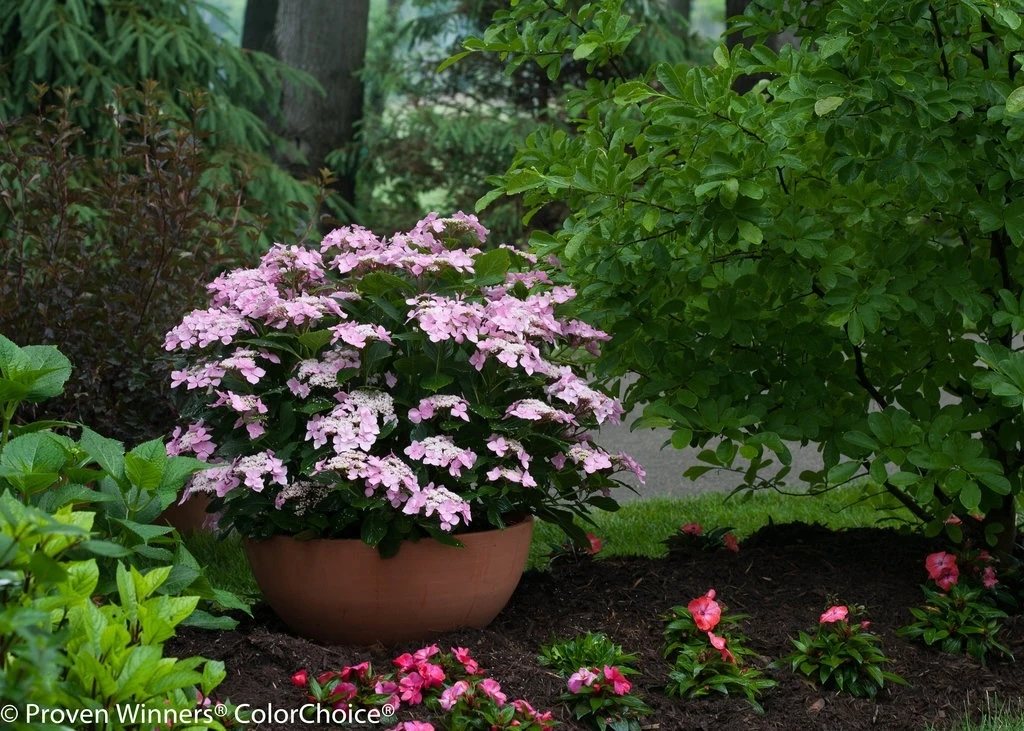 Let's Dance Starlight hydrangea used in a container