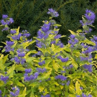 Lil Miss Sunshine Bluebeard with Blue Purple Flowers.jpg