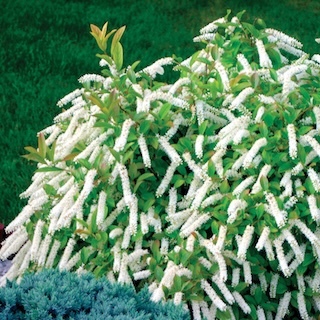 Little Henry sweetspire bush with cascading white blooms