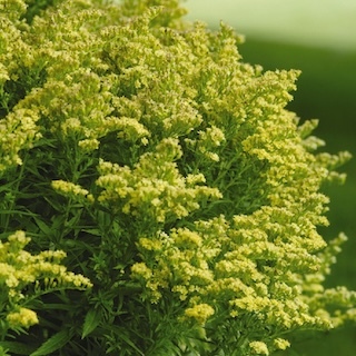 Little Lemon Goldenrod blooming
