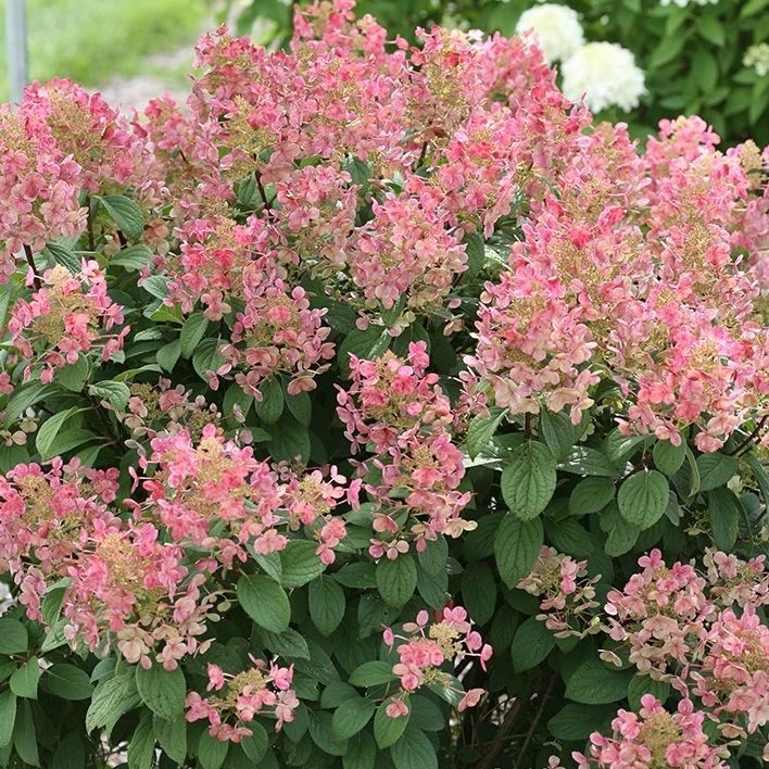 Quick Fire hydrangea flowers changing from white to pink and red