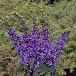 Lo and Behold Blue Chip Jr Butterfly Bush blue purple flowers