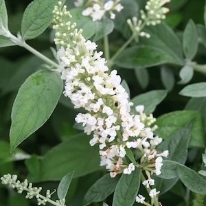 Lo and Behold Ice Chip Butterfly Bush white flowers