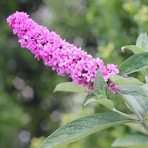 Lo and Behold Pink Micro Chip Butterfly Bush orchid pink flowers