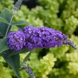 Lo and Behold Purple Haze Butterfly Bush purple flowers