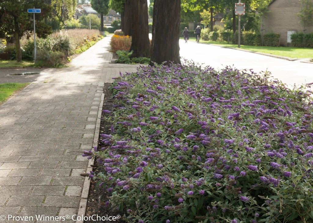 Mass planting of Lo and Behold Blue Chip butterfly bushes