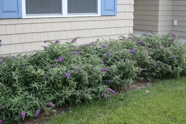 Lo and Behold Purple Haze butterfly bushes used in a foundation planting