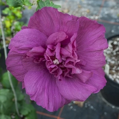 Magenta Chiffon Rose of Sharon magenta flower