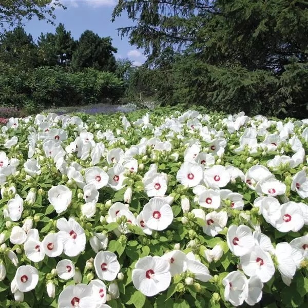 Mass planting of Luna White hardy hibiscus