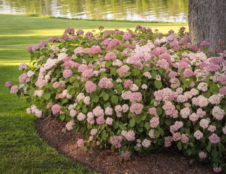 Mass planting of Invincibelle Spirit II hydrangeas