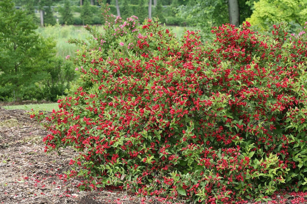 Mature Sonic Bloom Red weigela flowering in a garden landscape